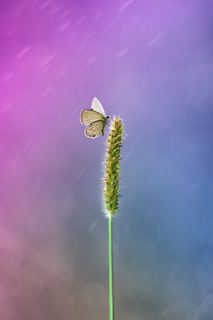 The Colourful Macro World Of Tiny Creatures That I Capture In Indonesia