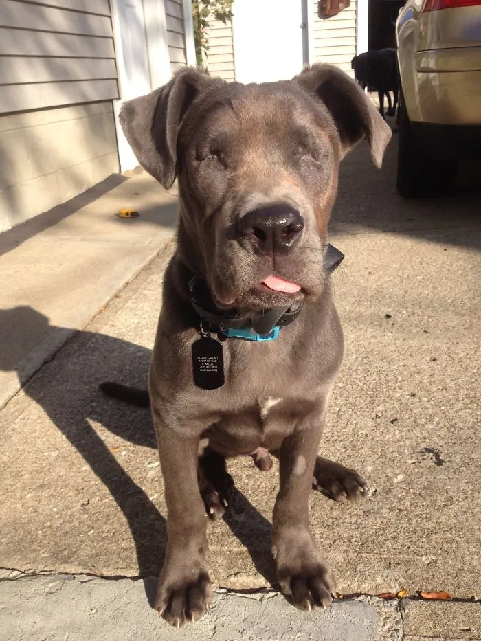 Sonar The Eyeless Dog