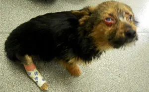 Teenagers Torture Dog By Breaking Legs And Setting Him On Fire, But He Survives And Still Loves People