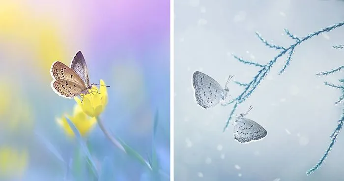 The Colourful Macro World Of Tiny Creatures That I Capture In Indonesia