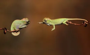 115 Chameleon Babies That Will Make You Fall In Love With Lizards
