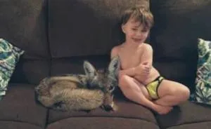Wife Texts Husband She Brought A Dog Home While The Pic Shows A Coyote, And He Seriously Freaks Out