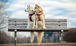 My Beautiful Huskies Helped Me Overcome Clinical Depression And Get On My Feet Again