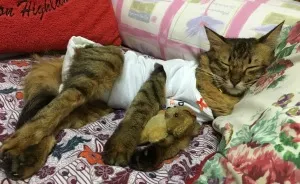 I Adopted A Paralysed Kitty From Being Euthanized And Now She's A Happy Member Of A Huge Family