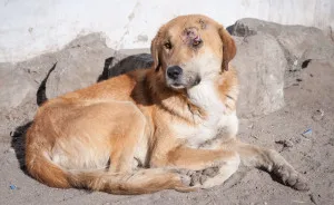I Documented The Lives Of Homeless Dogs Of The Himalayas