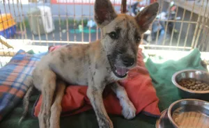 Tiga's Tail: How A Disabled Bali Dog Never Gave Up