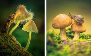 I Photograph Mushrooms And Try To Present Them In The Most Beautiful Way Possible