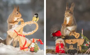 Squirrels In A Christmas Mood