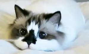 Meet Albert, The Cutest Munchkin Cat With Unique “Skull” Nose And 450,000 Followers