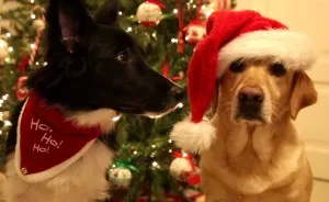 The Most Adorable Christmas Video You'll Watch This Year! Starring My Dogs Lisa And Diesel