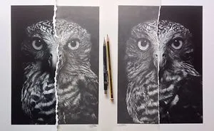 Wise Owl: I Created Two Originals From One Artwork