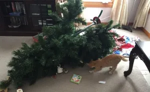 When My New Kitten Realized Christmas Had A Tree