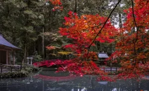 I Captured Sakuras During The Japanese Autumn