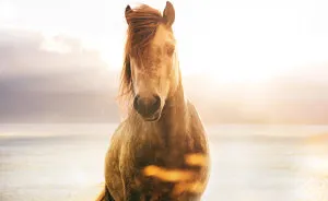 I Documented The Surprising Side Of The Rugged Wild Horses Of Iceland