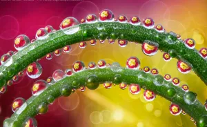 Incredible Macro Photography: The Invisible World