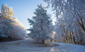 Frozen Forest On Christmas