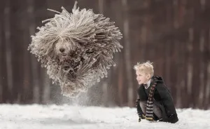 This Giant Furry Dog Playing With A Kid Will Make Your Day
