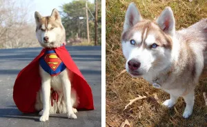 Banner, The Super Hero Service Dog Uses Cosplay To Educate Children About Service Dogs