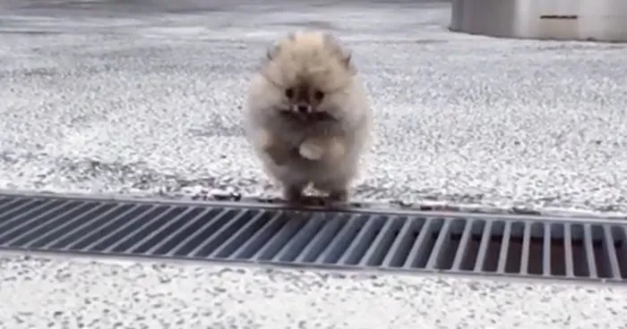 Epic Leap Of Tiny Puppy