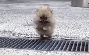 Epic Leap Of Tiny Puppy