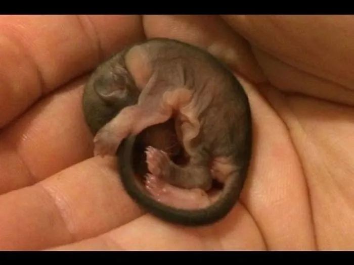 He Found A Bizarre Creature Dying In The Sun, But Never Expected It’d Grow Into This