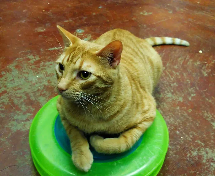 I've Volunteered To Animal Shelter And Took Some Photos Of Their Cats.