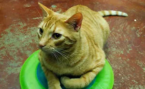 I've Volunteered To Animal Shelter And Took Some Photos Of Their Cats.