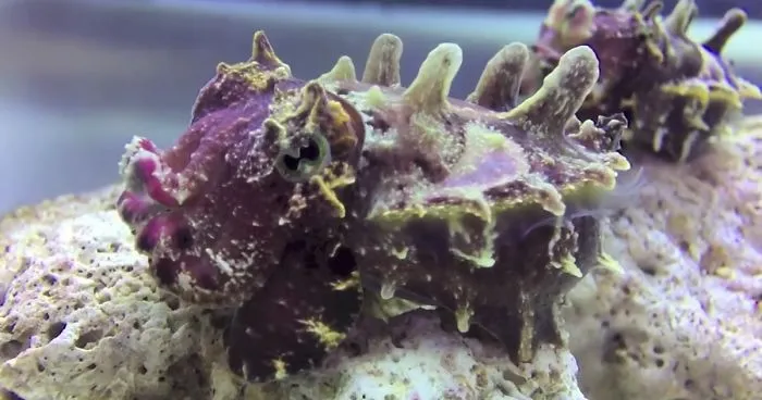Tiny Underwater Hippos