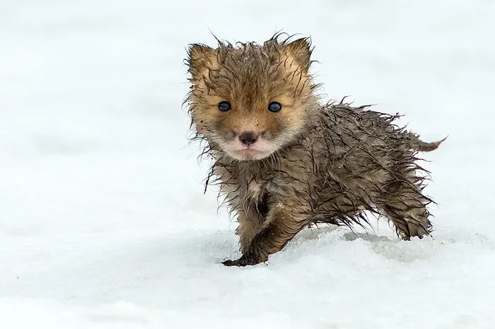 102 Stunning Winter Fox Photos That'll Make You Fall In Love With Foxes