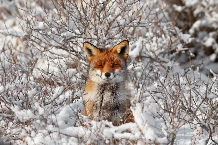102 Stunning Winter Fox Photos That'll Make You Fall In Love With Foxes