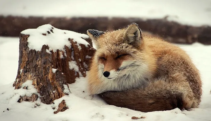 102 Stunning Winter Fox Photos That'll Make You Fall In Love With Foxes