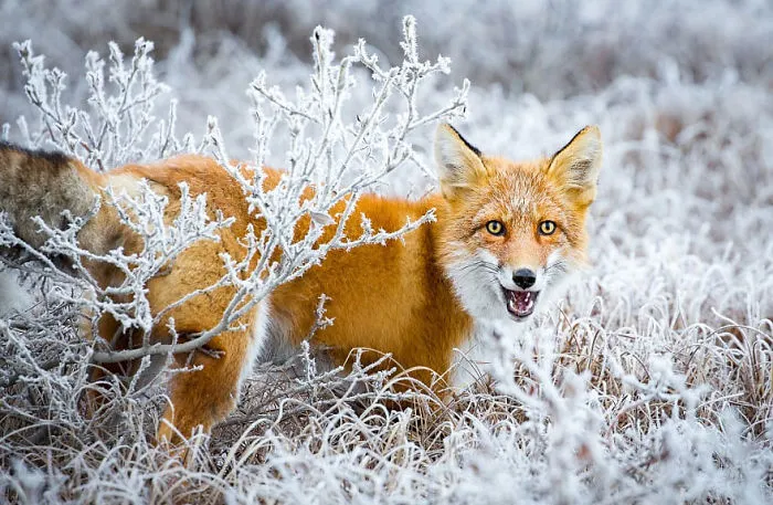 102 Stunning Winter Fox Photos That'll Make You Fall In Love With Foxes