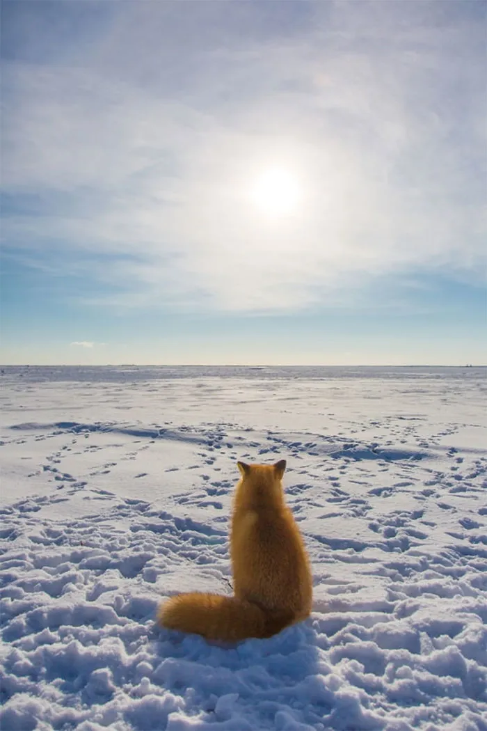 102 Stunning Winter Fox Photos That'll Make You Fall In Love With Foxes