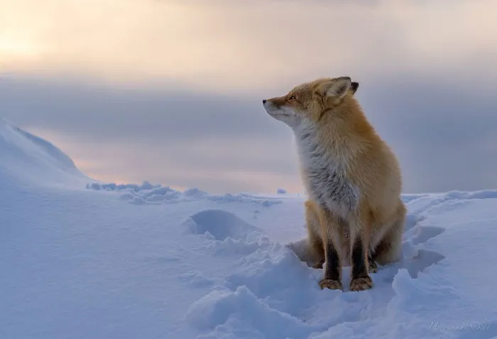 102 Stunning Winter Fox Photos That'll Make You Fall In Love With Foxes