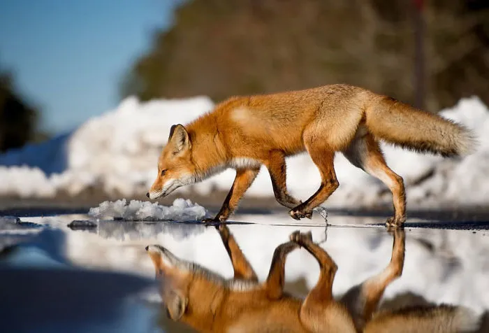 102 Stunning Winter Fox Photos That'll Make You Fall In Love With Foxes