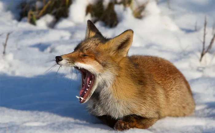 102 Stunning Winter Fox Photos That'll Make You Fall In Love With Foxes