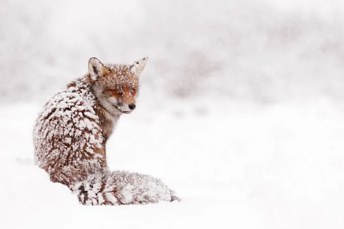 102 Stunning Winter Fox Photos That'll Make You Fall In Love With Foxes