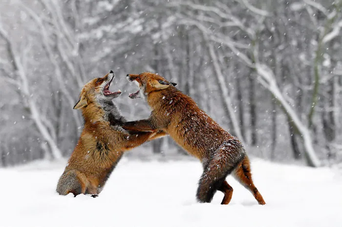 102 Stunning Winter Fox Photos That'll Make You Fall In Love With Foxes