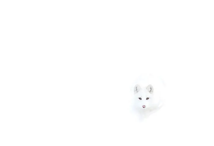 102 Stunning Winter Fox Photos That'll Make You Fall In Love With Foxes