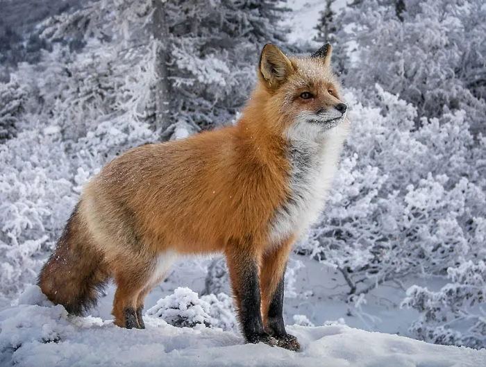 102 Stunning Winter Fox Photos That'll Make You Fall In Love With Foxes