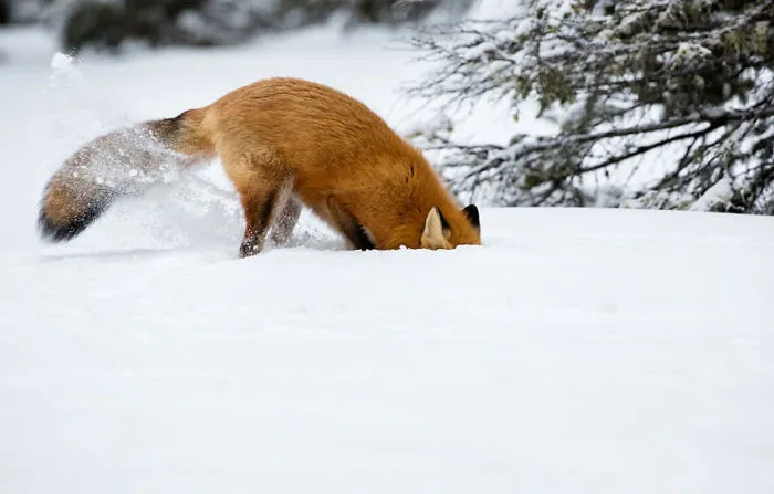 102 Stunning Winter Fox Photos That'll Make You Fall In Love With Foxes