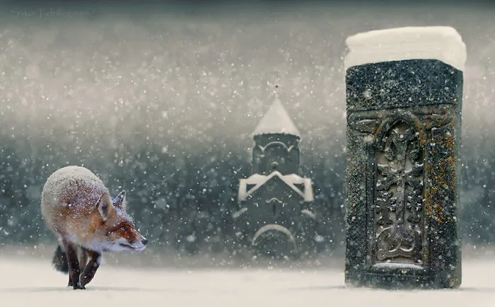 102 Stunning Winter Fox Photos That'll Make You Fall In Love With Foxes