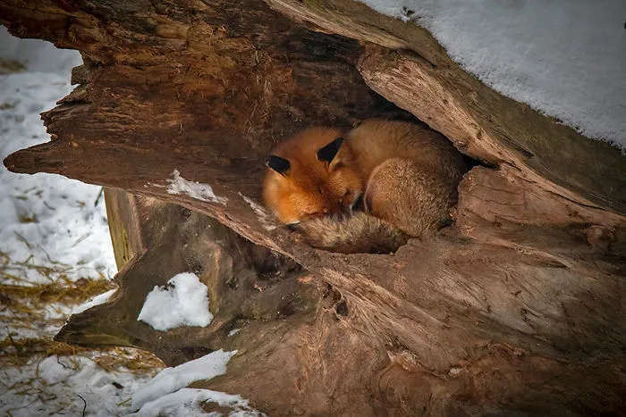 102 Stunning Winter Fox Photos That'll Make You Fall In Love With Foxes