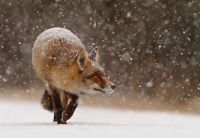 102 Stunning Winter Fox Photos That'll Make You Fall In Love With Foxes