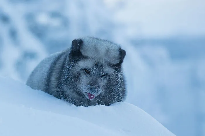 102 Stunning Winter Fox Photos That'll Make You Fall In Love With Foxes