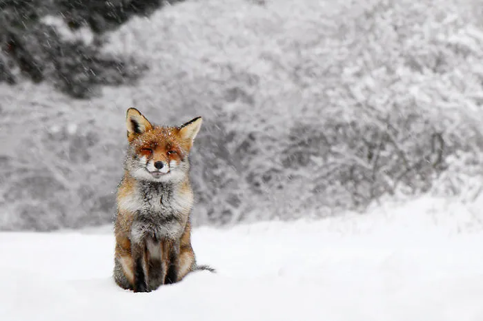 102 Stunning Winter Fox Photos That'll Make You Fall In Love With Foxes