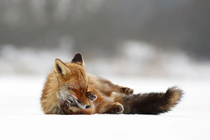 102 Stunning Winter Fox Photos That'll Make You Fall In Love With Foxes