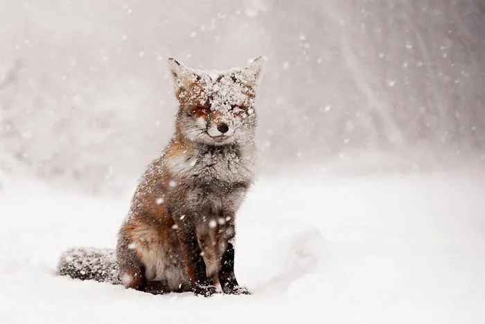 102 Stunning Winter Fox Photos That'll Make You Fall In Love With Foxes