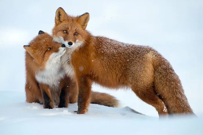 102 Stunning Winter Fox Photos That'll Make You Fall In Love With Foxes