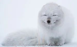 102 Stunning Winter Fox Photos That'll Make You Fall In Love With Foxes
